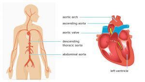 ascending aorta, aortic arch